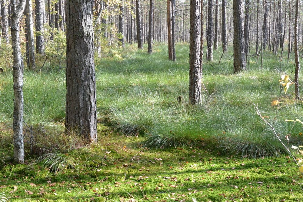 Фотография автора Dimitrii Aristoff