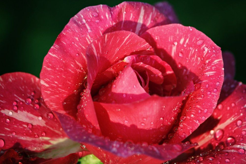 Beauty of rose
