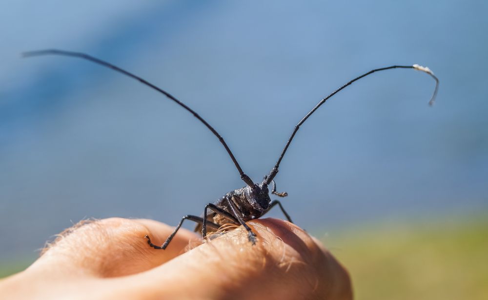 Жук-усач, или дровосек.