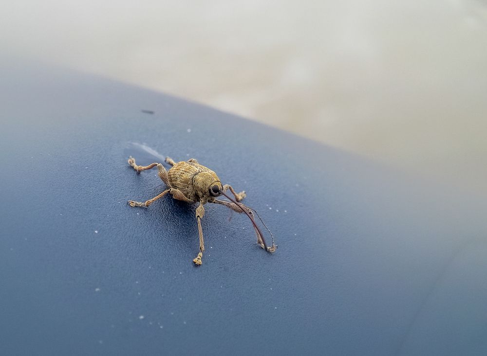 Долгоносик