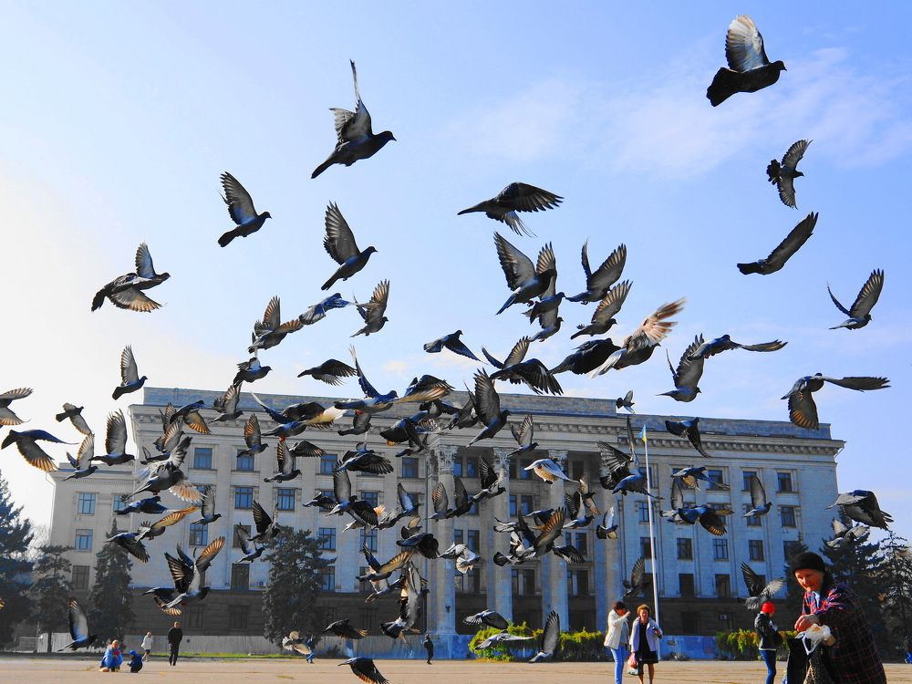 Летите голуби...