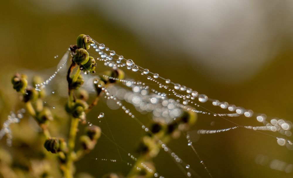 Жемчужное ожерелье