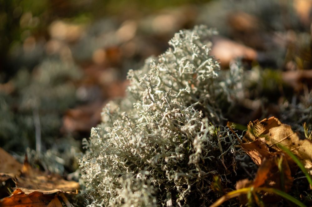 Лес крупным планом