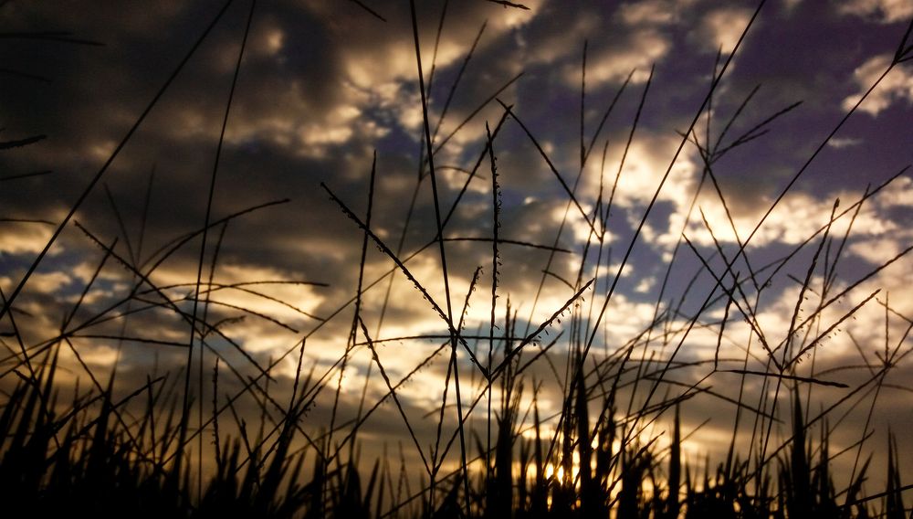 SunRise through the Twigs