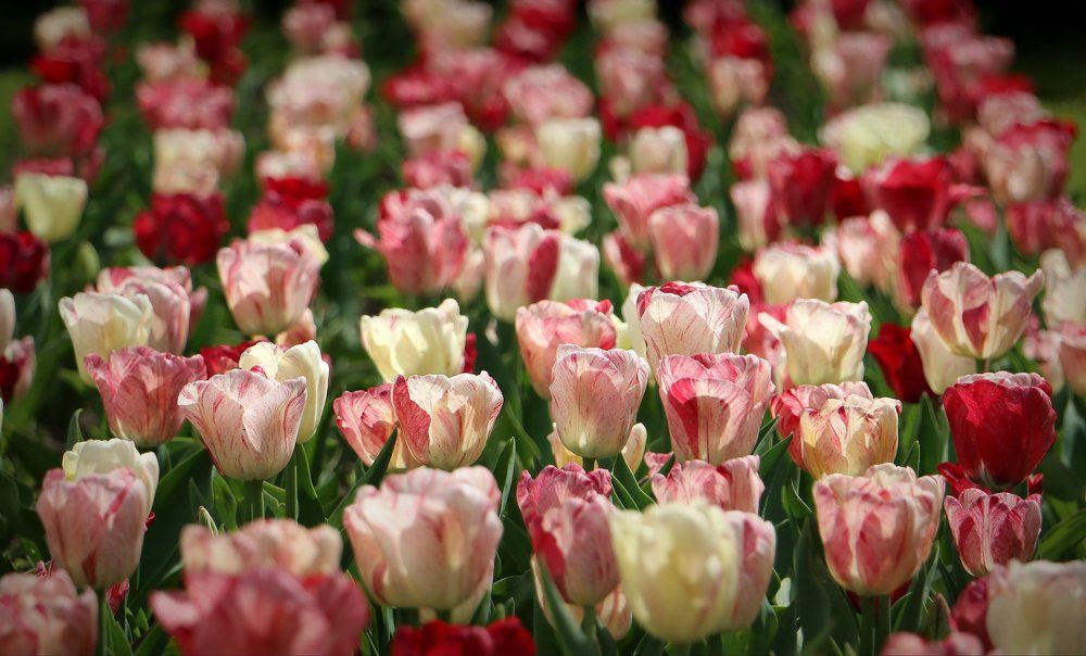 Буйство красок.