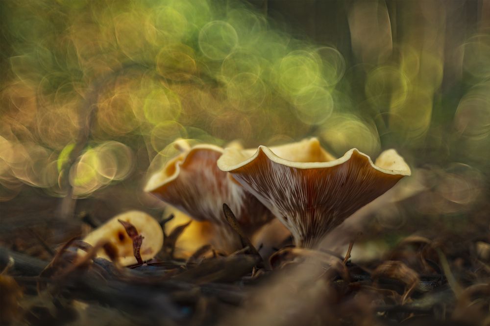 Cantharellus cibarius