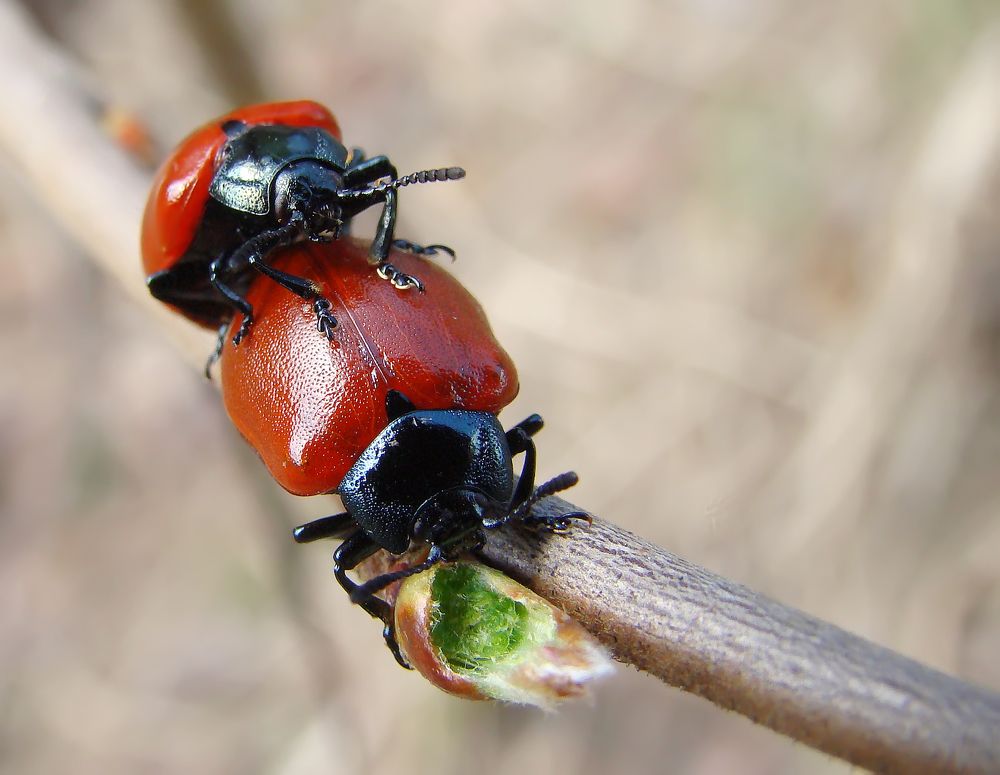 Когда я ем, я глух и нем