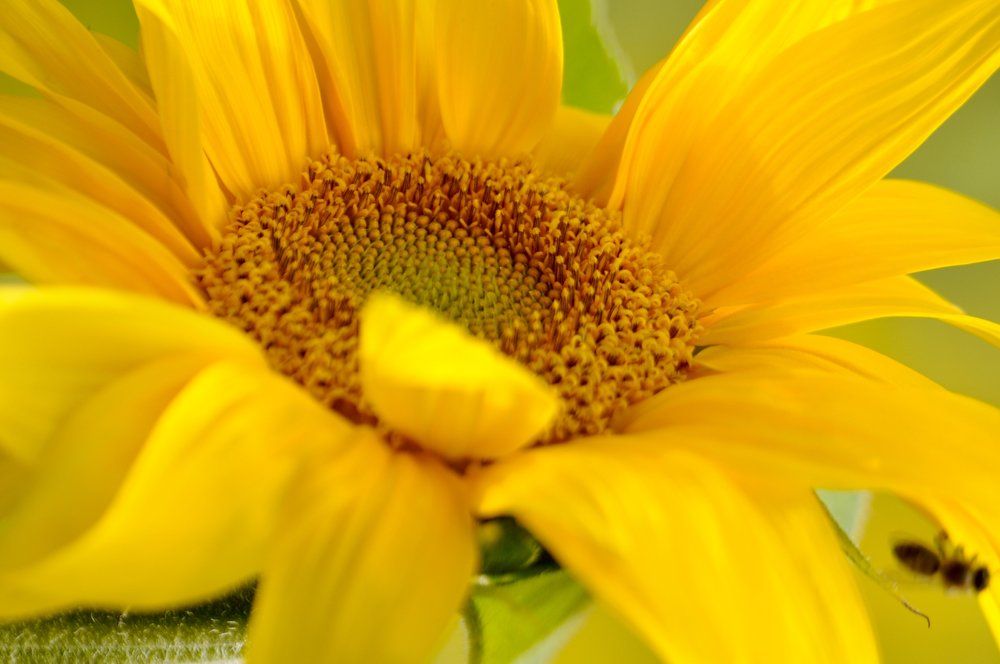 Sun flower