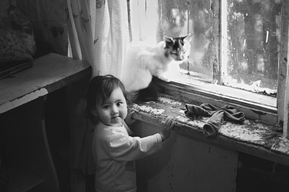 Жизнь кошки