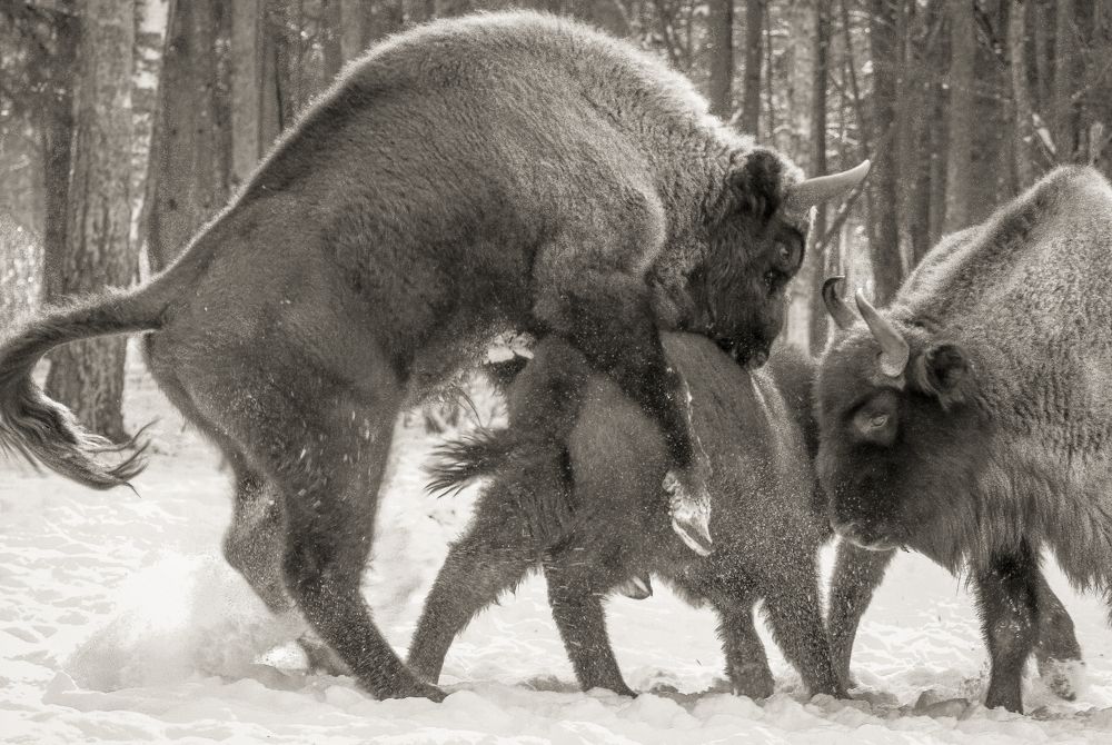 Поголовье растет