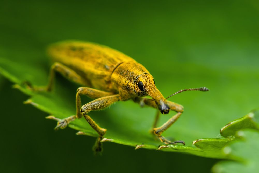 Долгоносик Франчика