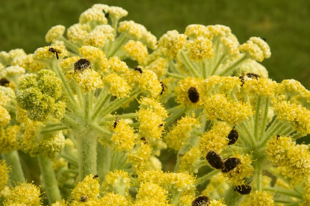 Весенний пир