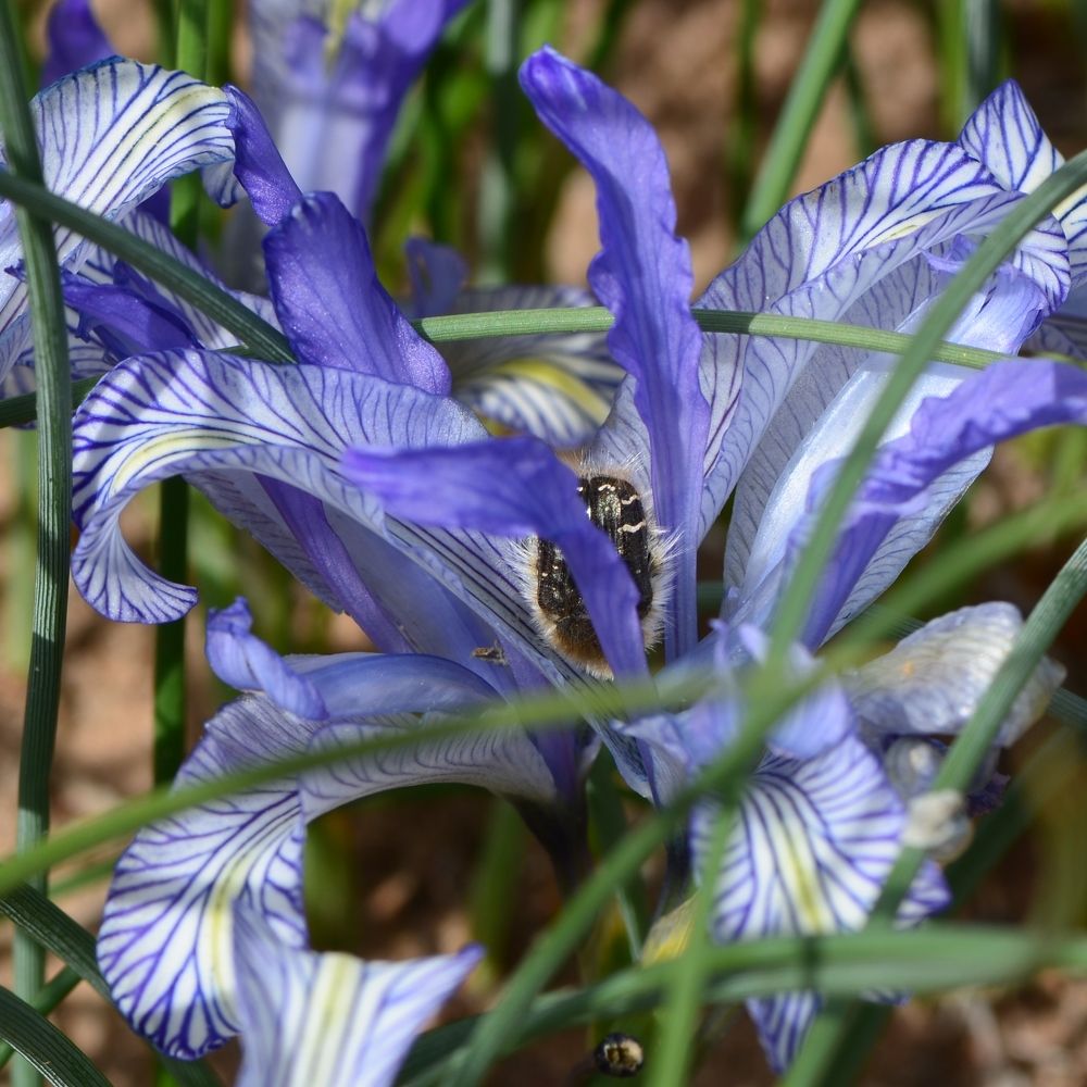 Весенний пир