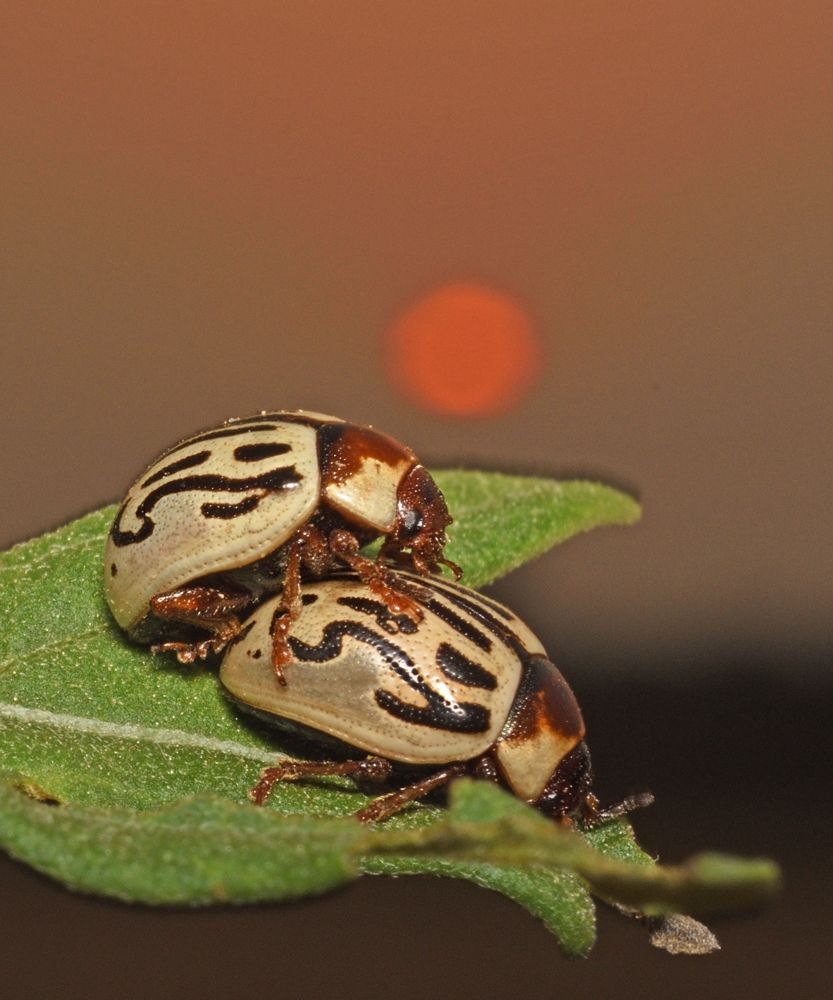 mating during sunset