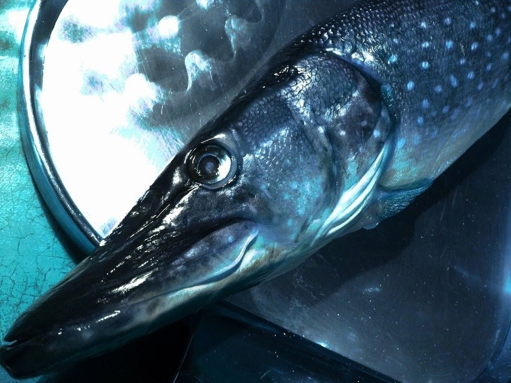 Улыбка синей рыбы. Smiling blue fish