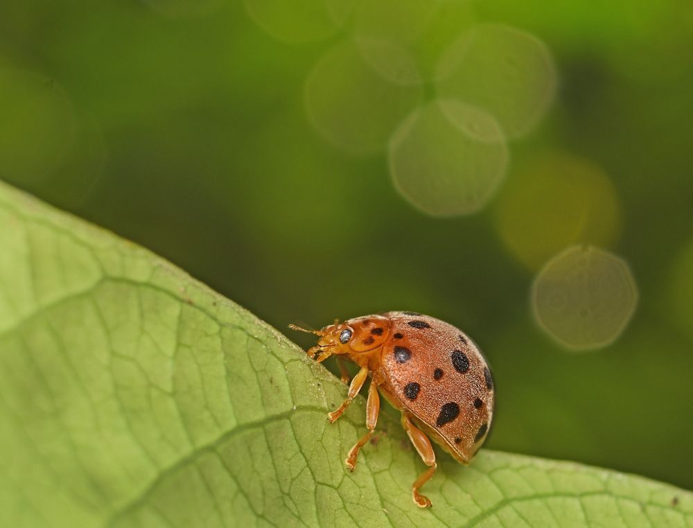 A lady bug with a nice  bokeh