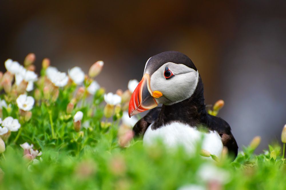 Puffin