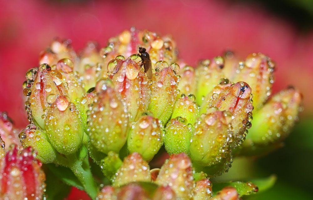 Стеклянный мир.