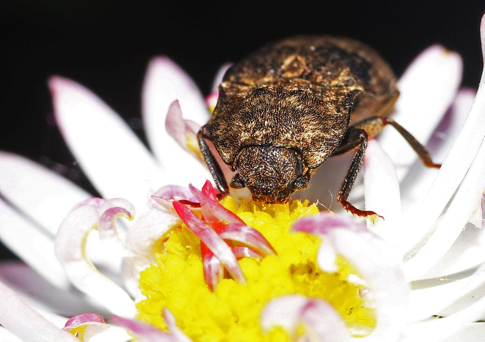 Вкуснятина