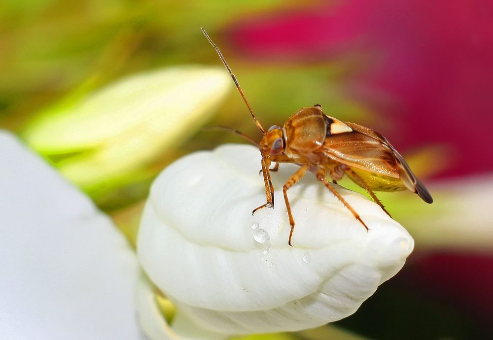 Пойманные капли.