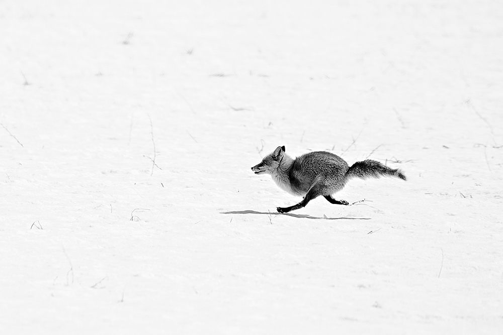 A fox running on the snowy field