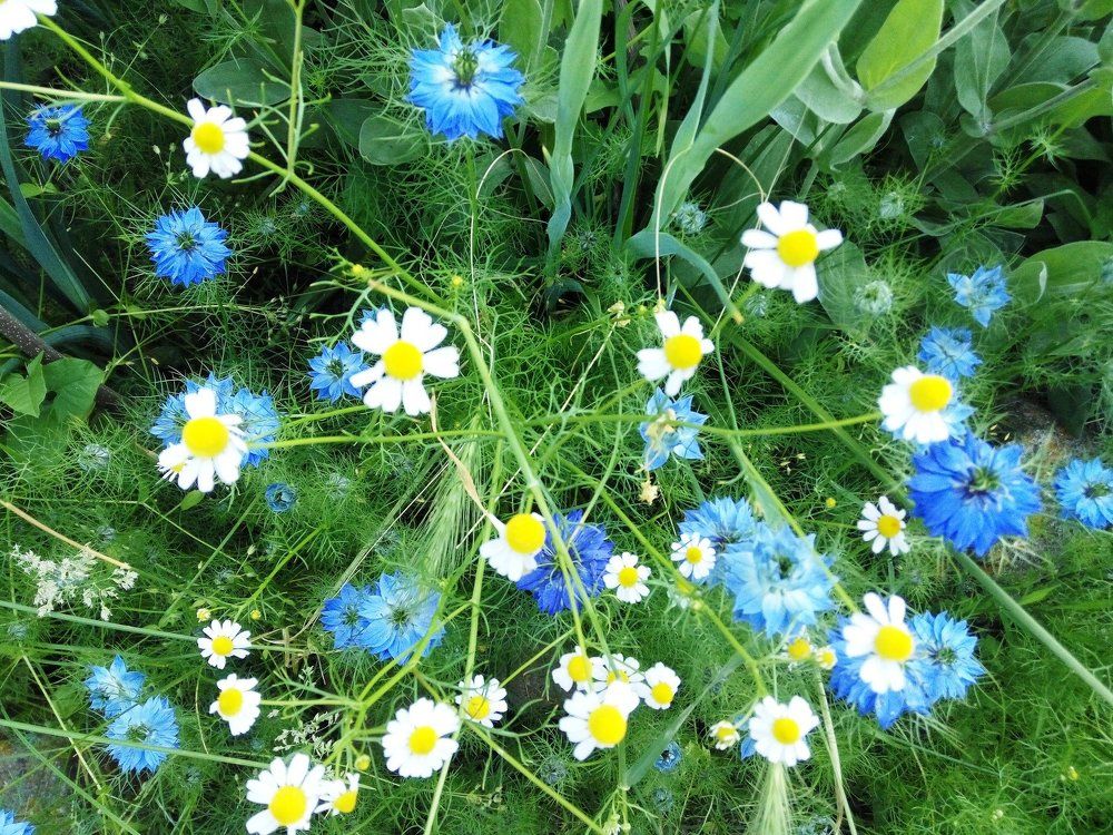 childhood melody мелодия детства