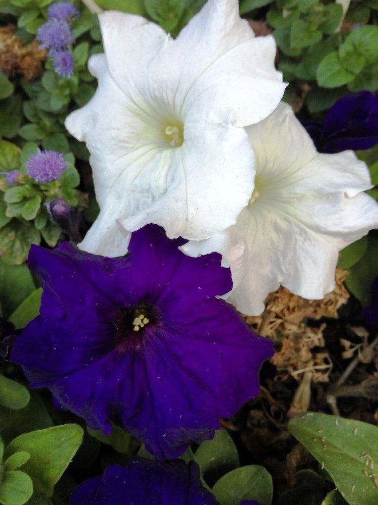 bride and groom жених и невеста