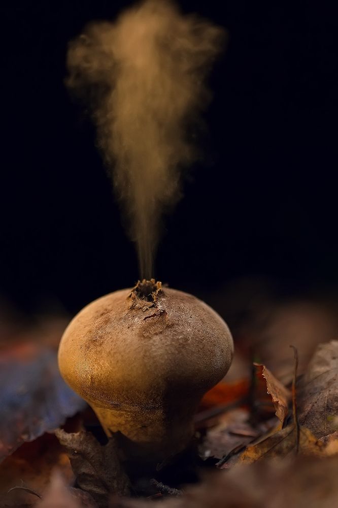 В ВОЛШЕБНОМ ЛЕСУ