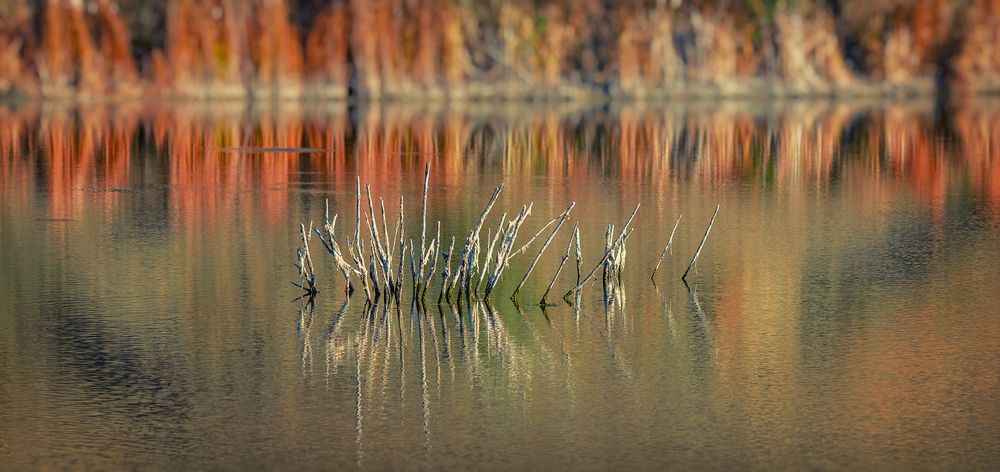 И эта осень прогорит, огней безумных не жалея....