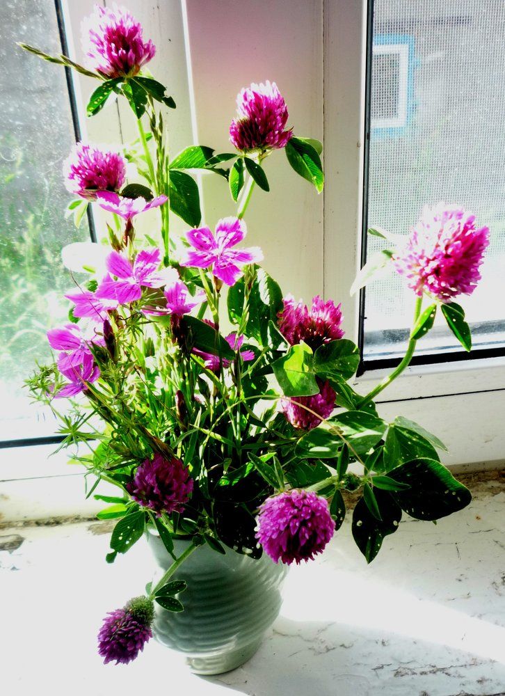 КЛЕВЕР И ГВОЗДИКА