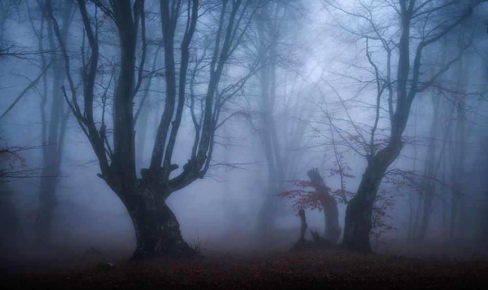 Волшебный лес Чатыр-Дага