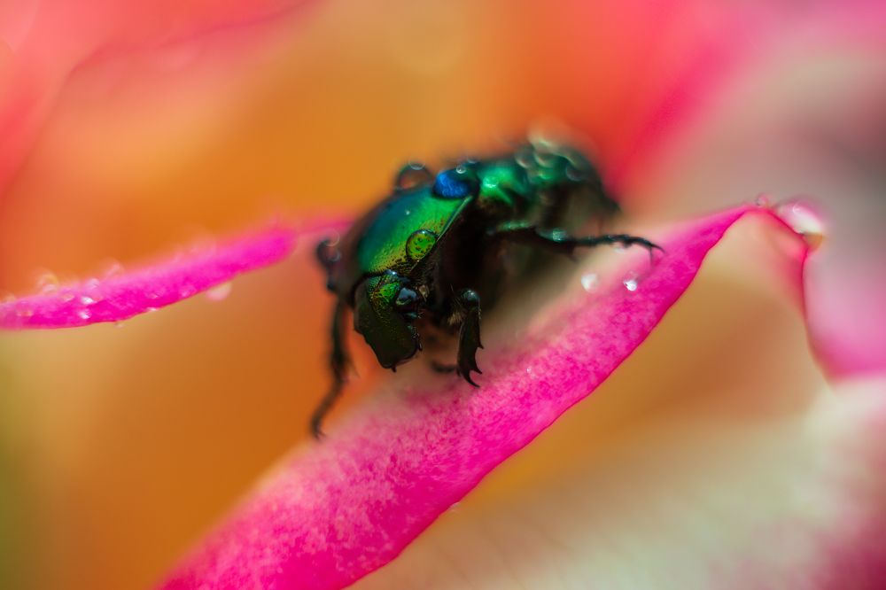 Бронзовка золотистая