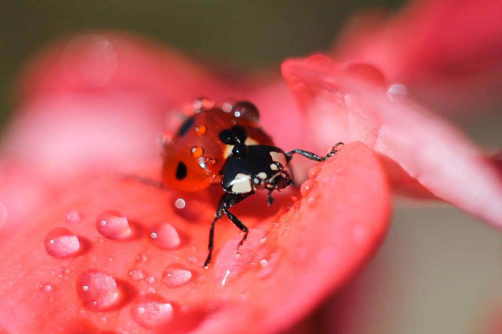 Ladybird