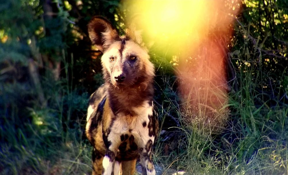 Painted Wolf, Painted Lens