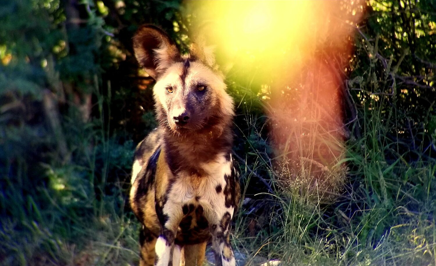 Painted Wolf, Painted Lens
