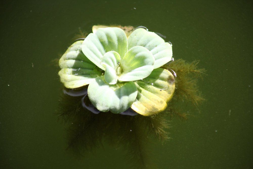 charm of Kiambang Flowers