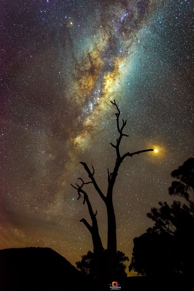 Milky-way tree