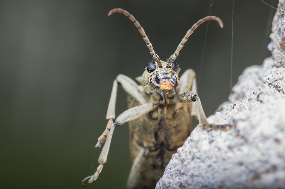 Широко шагая