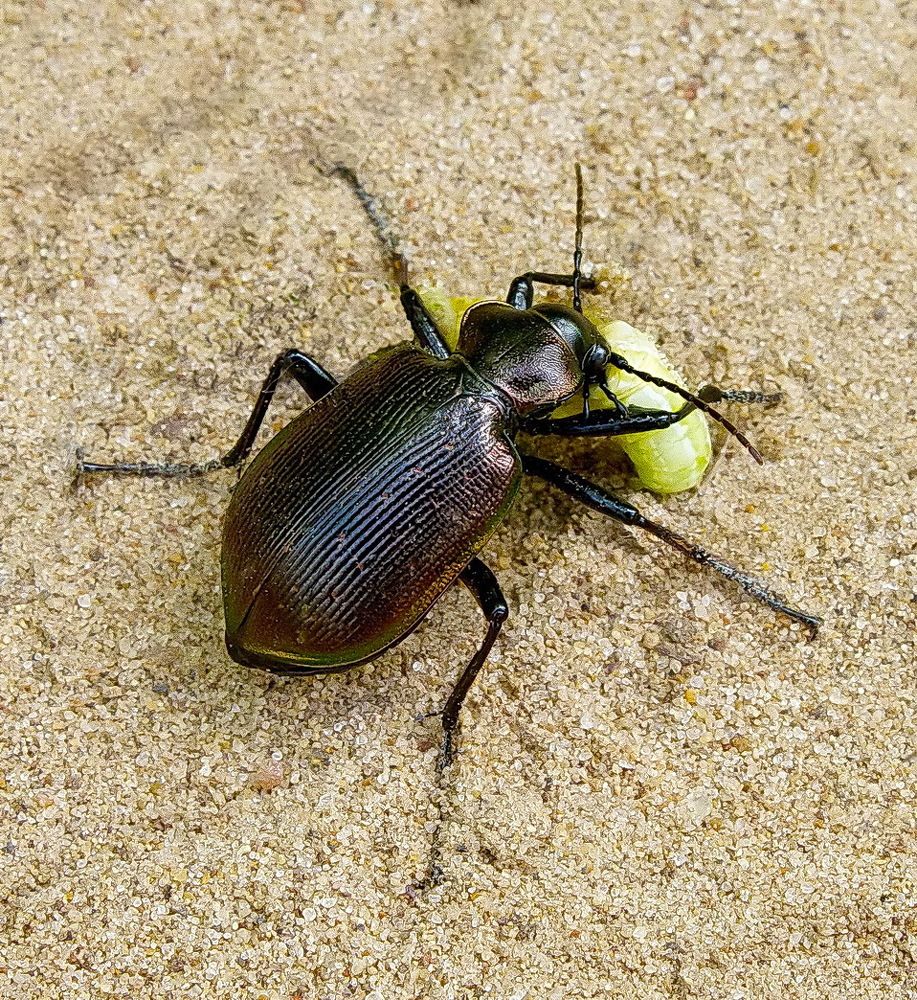 Время обедать