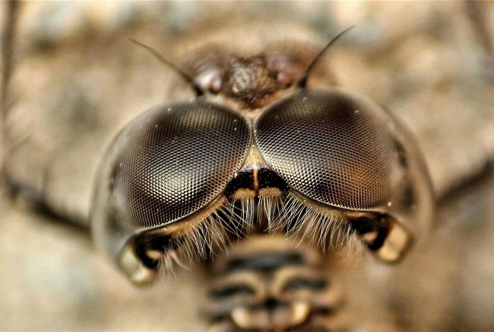 DRAGONFLY EYES.