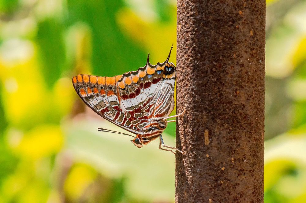Foxy Charaxes