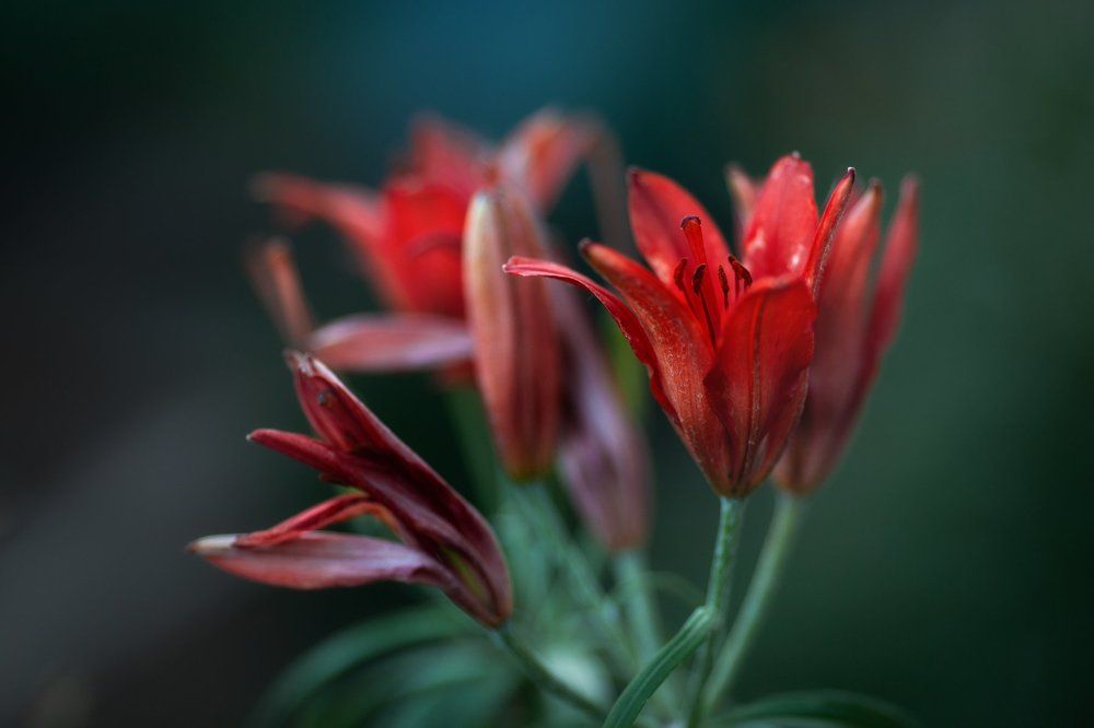 Photograph by Arma Gray