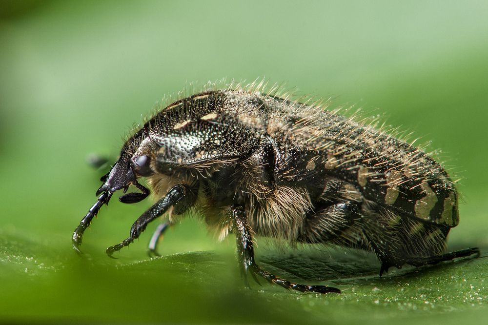 Бронзовка Золотистая