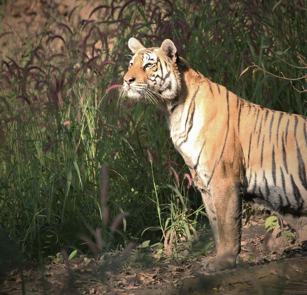 Tiger Tiger Burning Bright