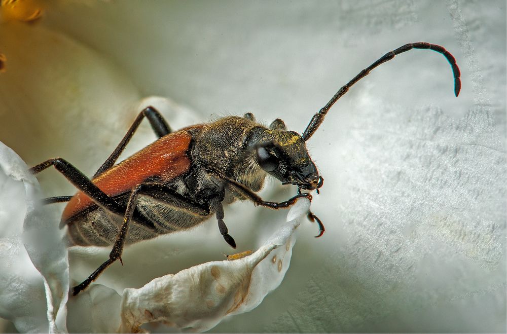 Слон и Моська