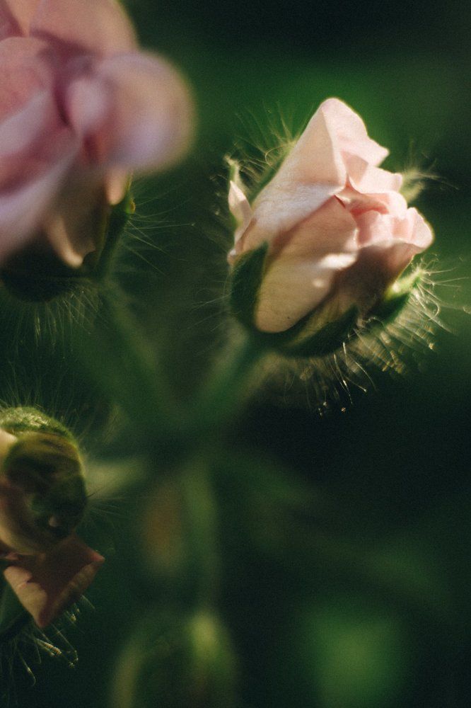 солнце путается в красоте бутона