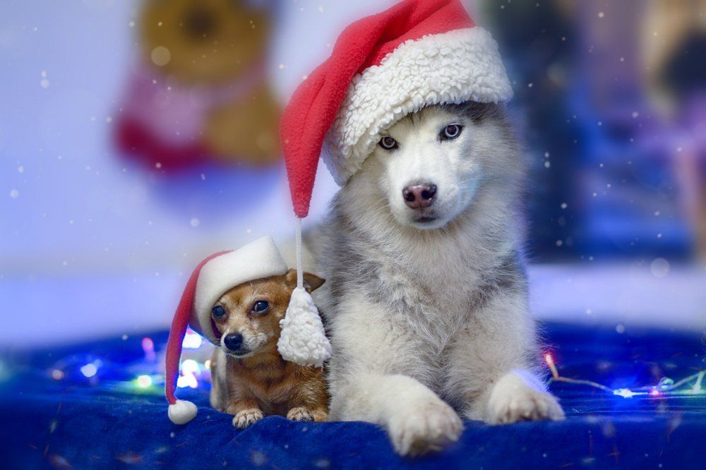 Фотография автора Мария Яропольская