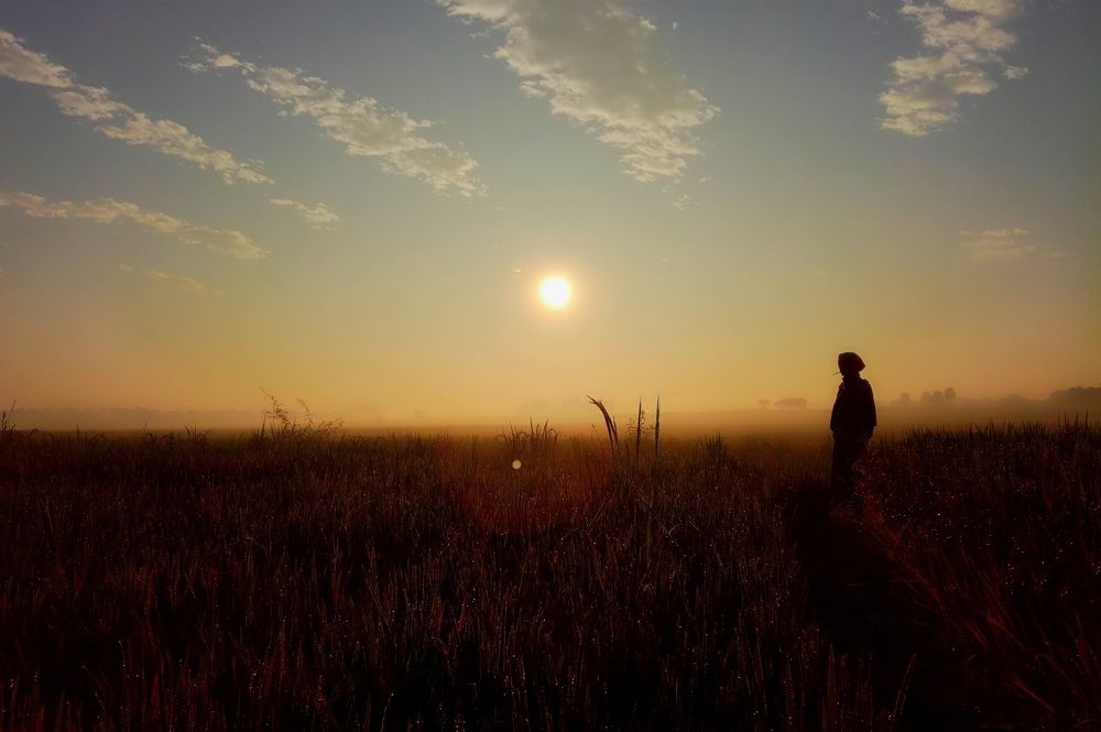 Loner in the field...