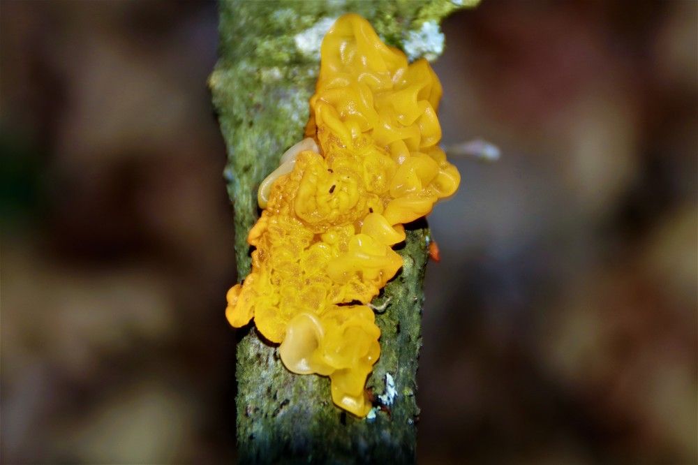 Yellow mushroom