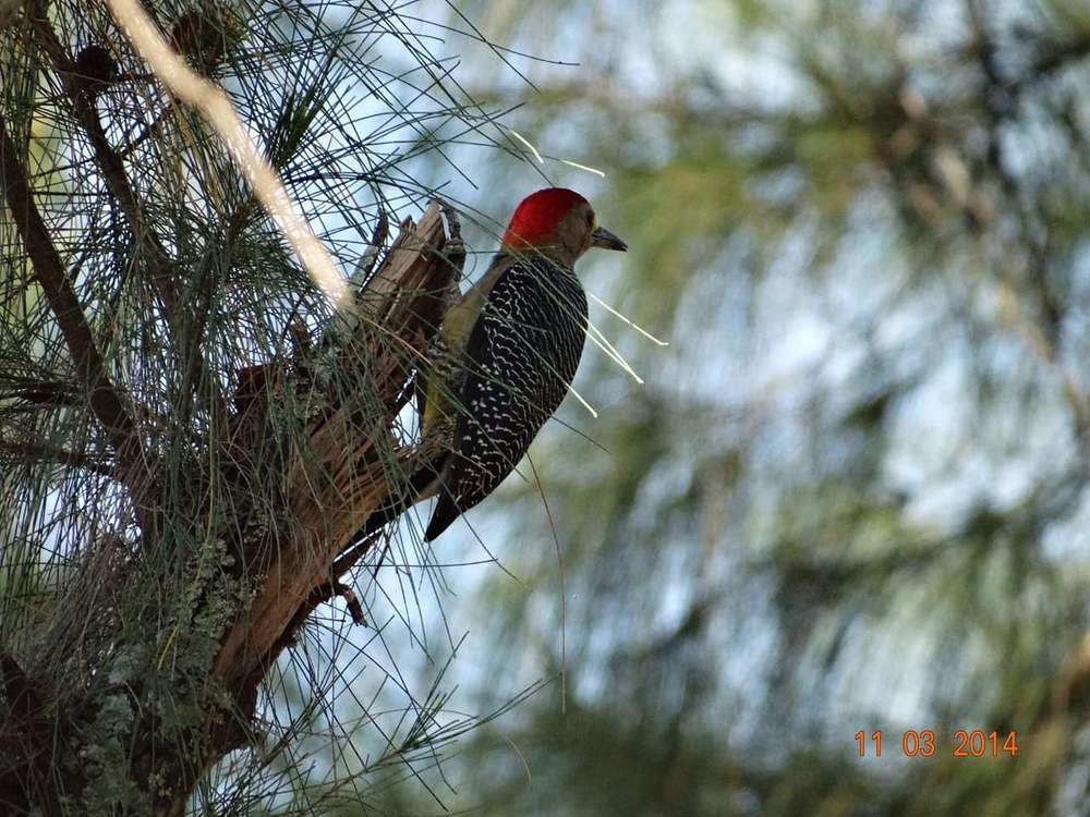 Woodpecker